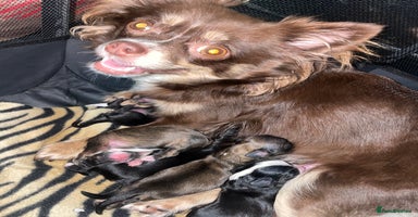 Mixed Breed dogs 6 Beautiful Babys🩵🩵🩵🩷🩷🩷 - Advert 9