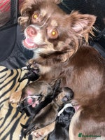 Mixed Breed dogs 6 Beautiful Babys🩵🩵🩵🩷🩷🩷 - Advert 6