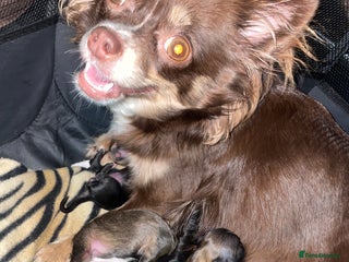 Mixed Breed dogs 6 Beautiful Babys🩵🩵🩵🩷🩷🩷 - Advert 6