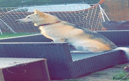 Shepsky dogs for sale: Bear shepsky  looking for his perfect home - Image 5