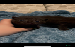Domestic Shorthair cats for sale: Kittens ready to reserve  - Image 4