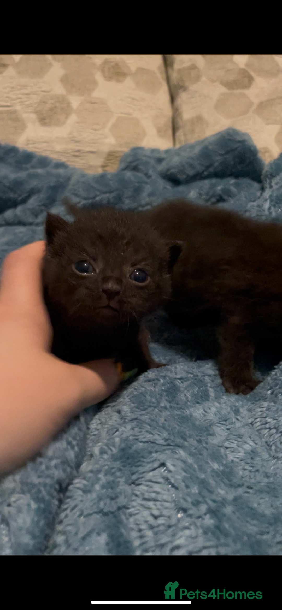 Domestic Shorthair cats for sale: Kittens ready to reserve  - Image 4