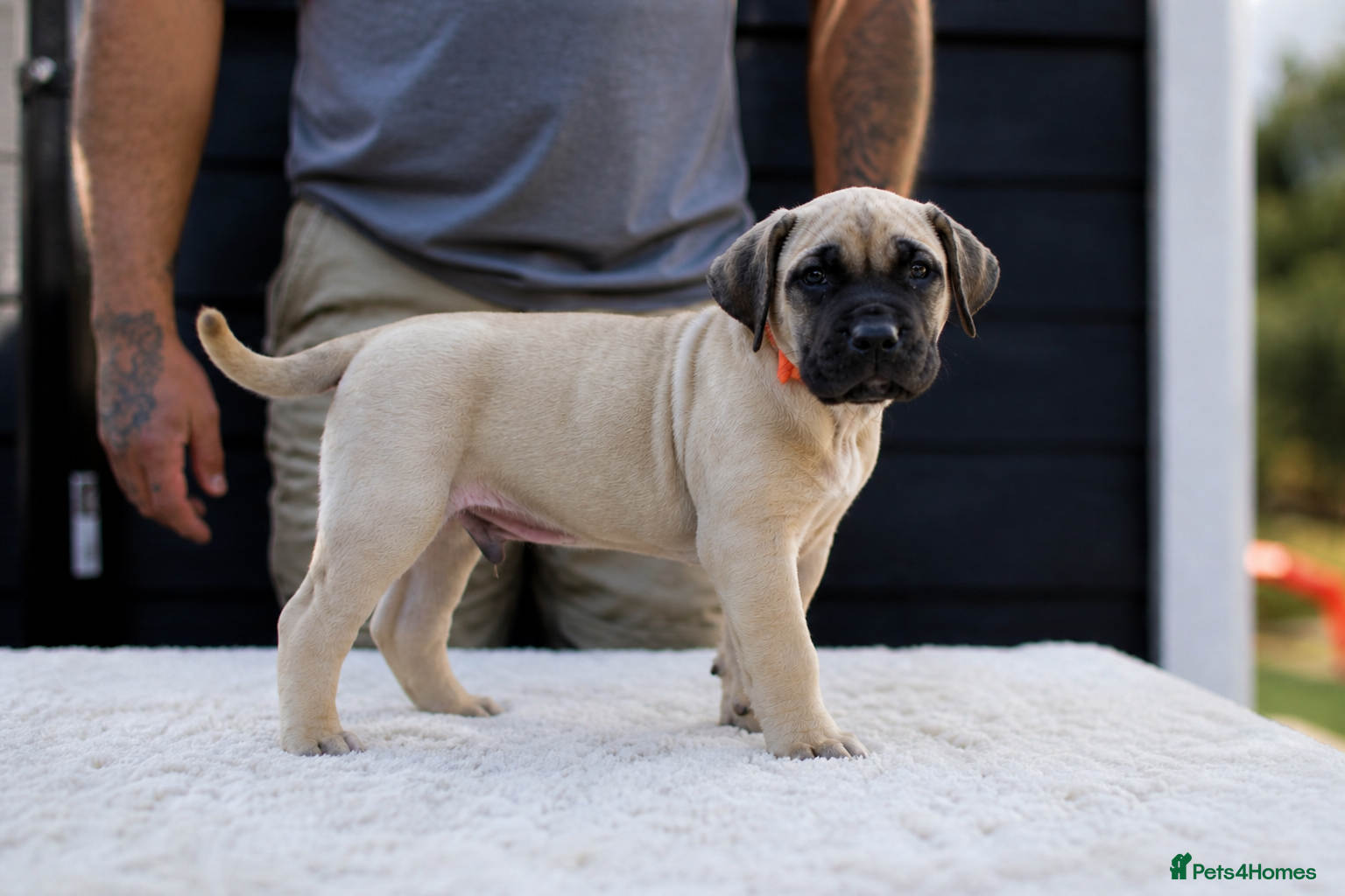 Presa Canario dogs for sale: Presa Canario puppies champion bloodlines - Advert 13