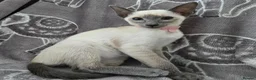 Siamese cats for sale: Adorable siamese kittens. in Blackwood - Advert 9