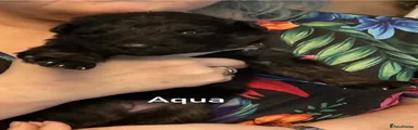 1 female Aqua  Black