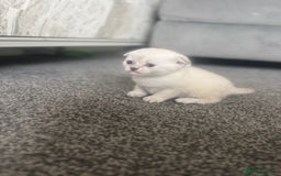 Scottish Fold cats for sale: 🐾 Beautiful Scottish Fold Kittens for Sale 🐾 - Image 6
