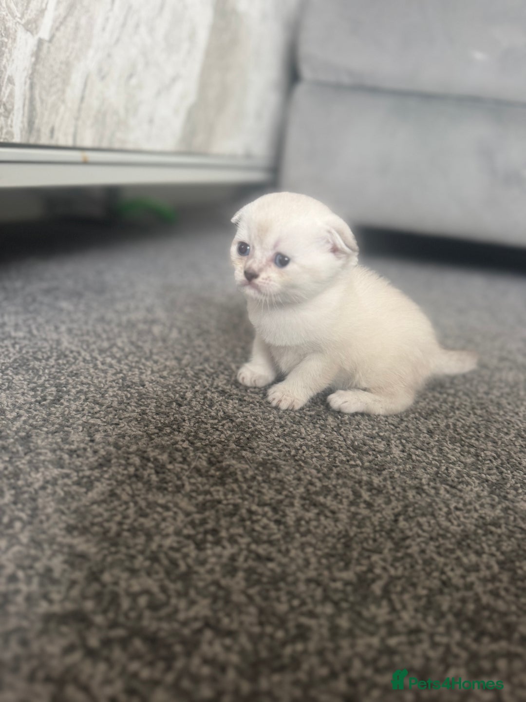 Scottish Fold cats for sale: 🐾 Beautiful Scottish Fold Kittens for Sale 🐾 - Image 6