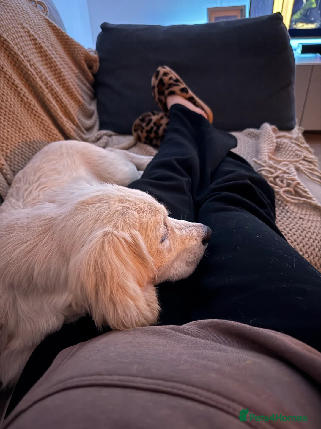 Golden Retriever dogs for sale: 2 Male golden retrievers for rehoming - Advert 4