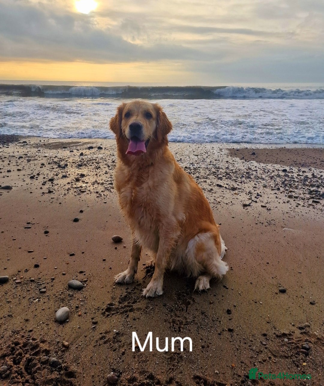 Golden Retriever dogs for sale: KC Registered Golden Retriever Puppies - Advert 13