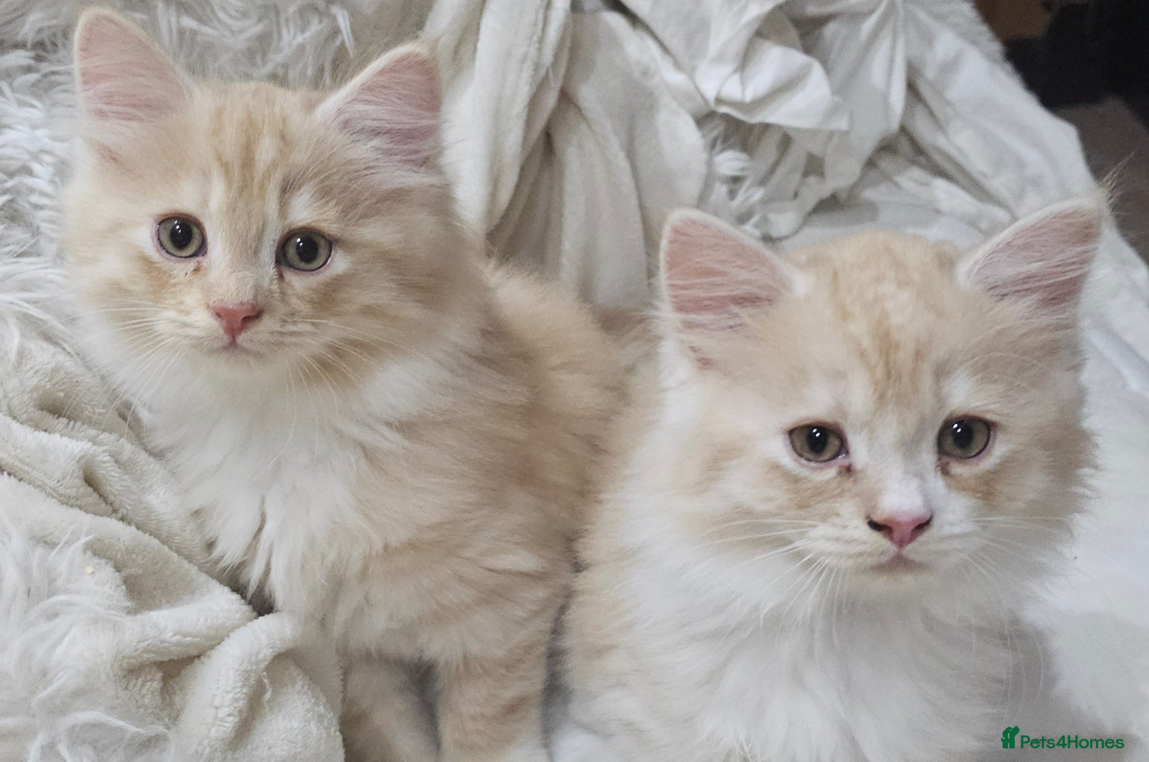 Persian cats Tiny twin ginger fluffy kittens. - Advert 16