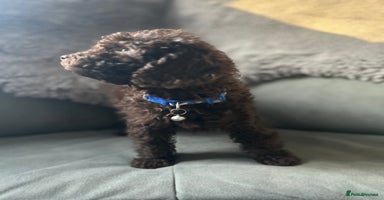 Cockapoo dogs Beautiful cockapoos - Advert 7