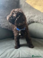 Cockapoo dogs Beautiful cockapoos - Advert 7