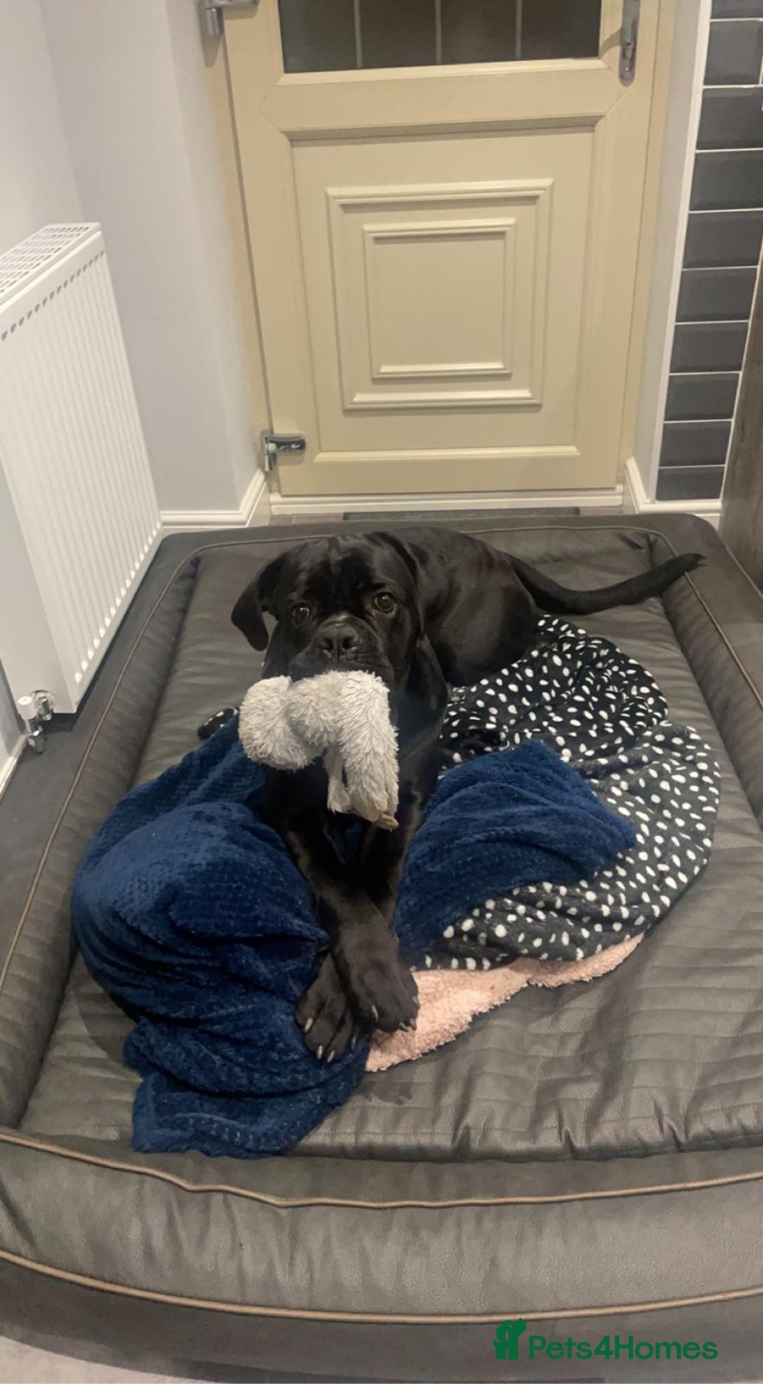 Cane Corso dogs for sale: Klaus the cane corso - Image 10
