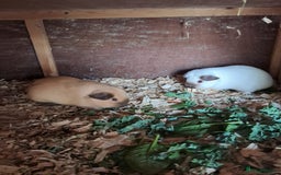 Guinea Pig rodents for sale: BEAUTIFUL PURE CALIFORNIAN GIRLS - Image 5