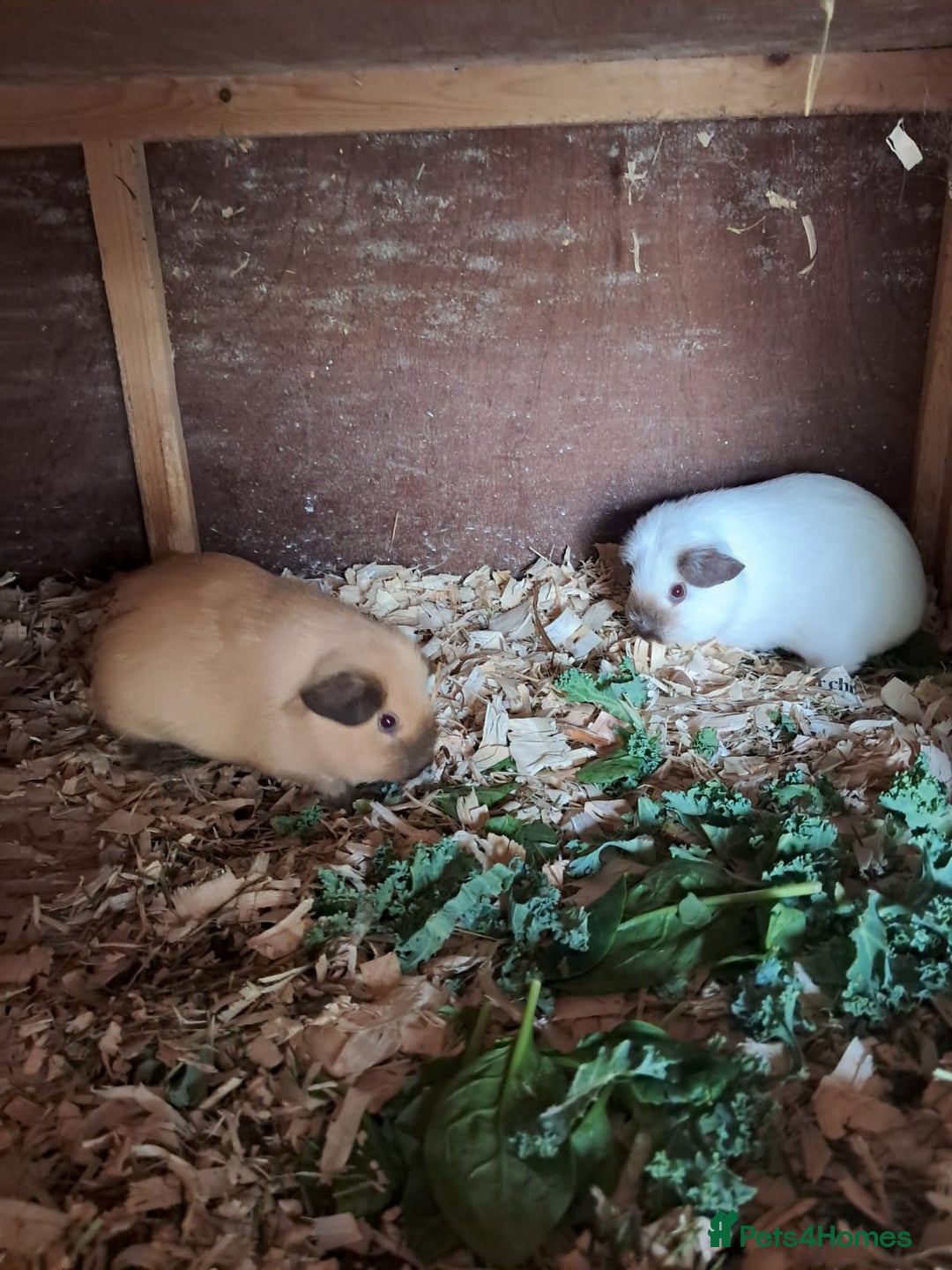 Guinea Pig rodents for sale: BEAUTIFUL PURE CALIFORNIAN GIRLS - Image 5