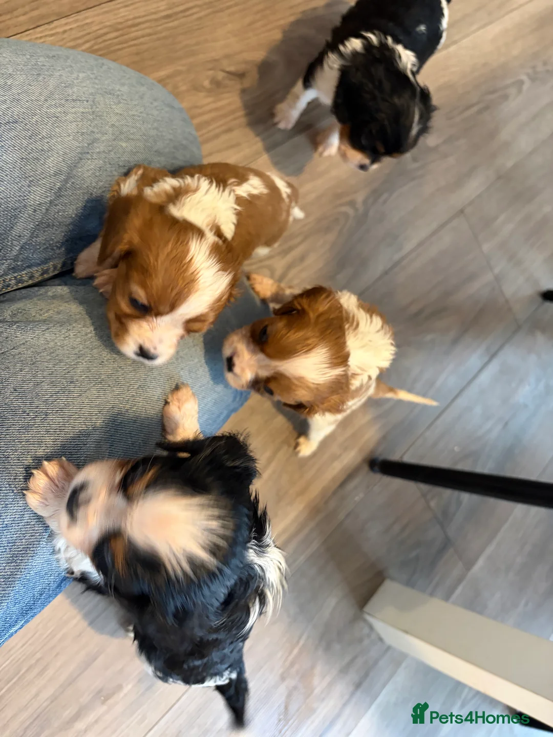 Cavalier King Charles Spaniel dogs for sale: Cavalier King Charles  - Advert 24