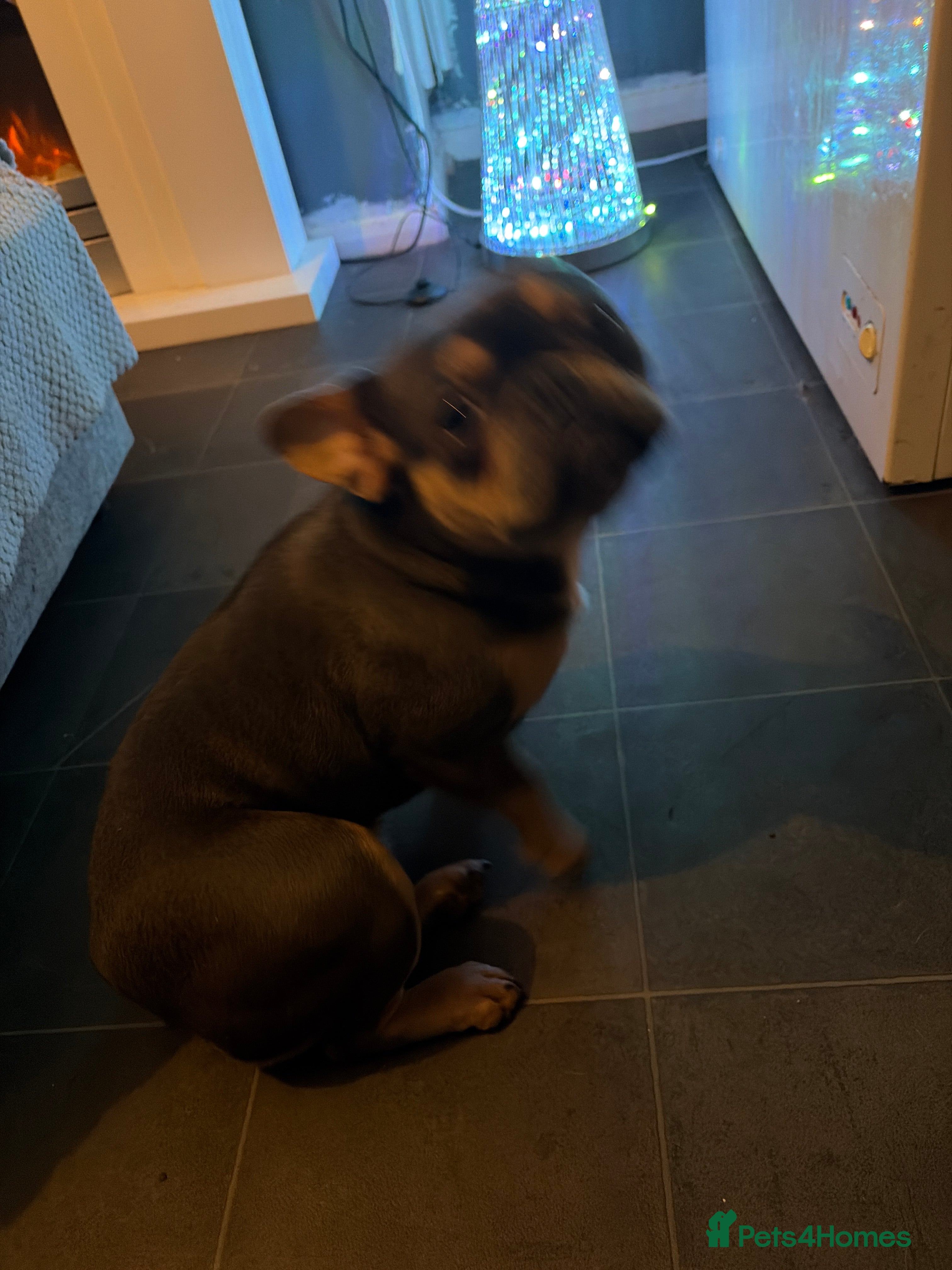 French Bulldog dogs French bulldog - Advert 8