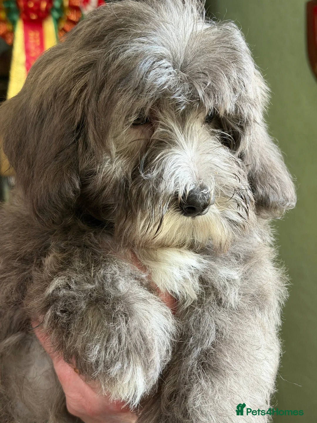 Mixed Breed dogs for sale: Beautiful Maltipoo Teddy Bears - Advert 2