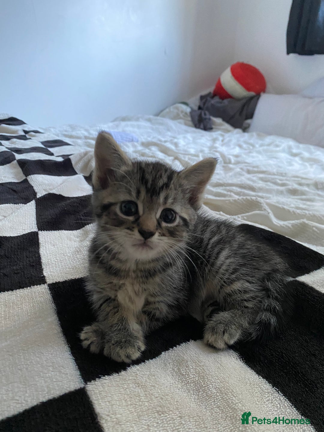 Mixed Breed cats for sale: ❗️2 litters for sale❗️ - Image 7