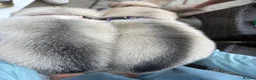 Utonagan dogs for sale: 7 stunning husky/malamute puppies in Waltham Abbey - Advert 16