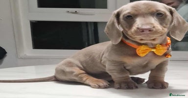 Dachshund dogs - Advert 3