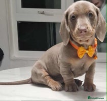 Dachshund dogs - Advert 3