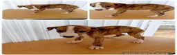 Whippet dogs for sale: Stunning Whippet Puppies for sale in Chesterfield - Advert 9
