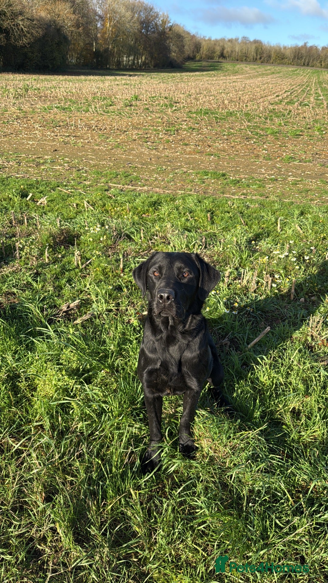 Labrador Retriever dogs for stud: KENLEAP SCARECROW 2yr old stud dog  - Advert 1