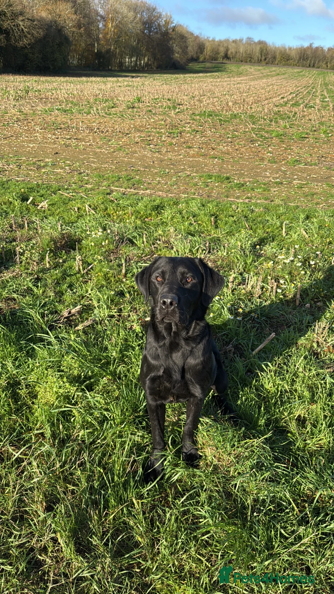 Labrador Retriever dogs for stud: KENLEAP SCARECROW 2yr old stud dog  in Basingstoke - Advert 1