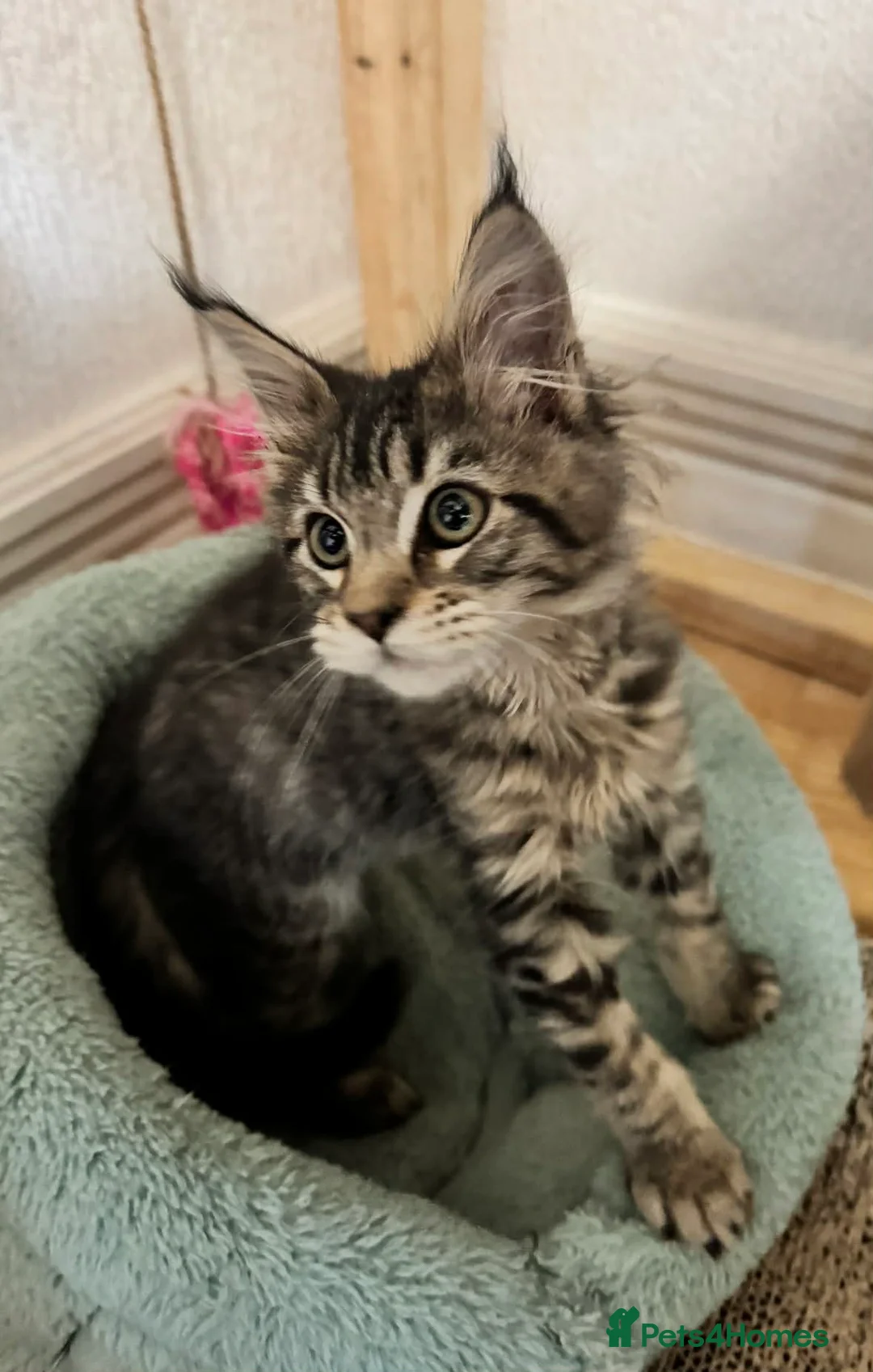 Maine Coon cats for sale: Beautiful Maine Coon Female Kitten – Pet Only –  - Advert 6