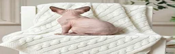 Sphynx cats for sale: Tics registered sphynx kittens  - Advert 7