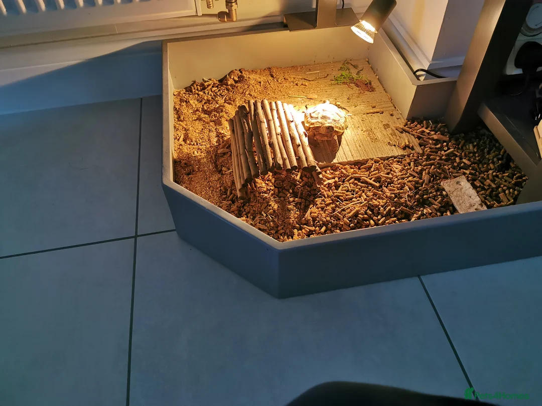 Tortoise reptiles for sale: Herman's tortoise - Advert 6