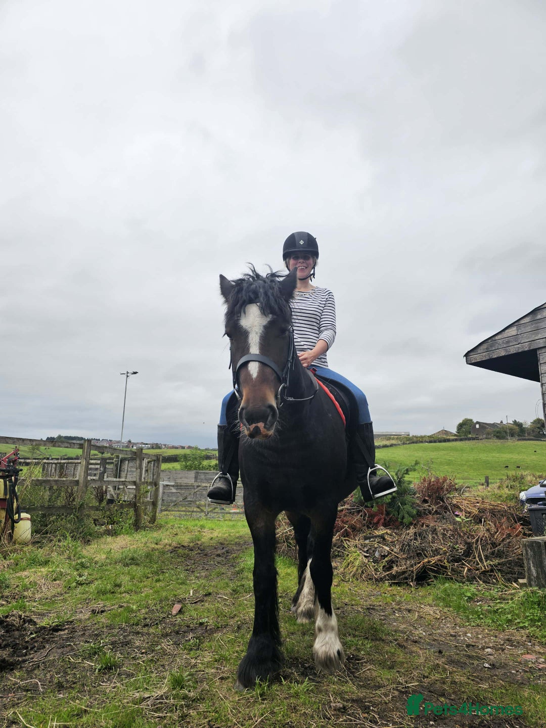 Welsh Section D horses for sale: Apollo, 3 year old gelding - Advert 6