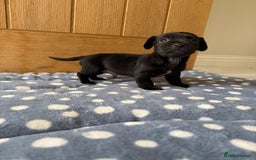 Jack Russell dogs for sale: Minature Jack Russell pups - Image 9