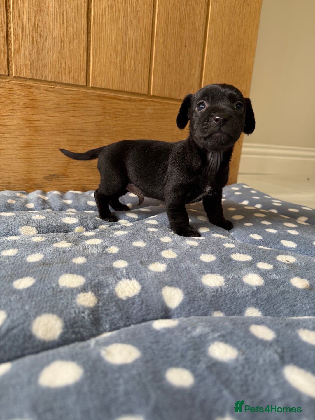 Jack Russell dogs for sale: Minature Jack Russell pups - Image 9