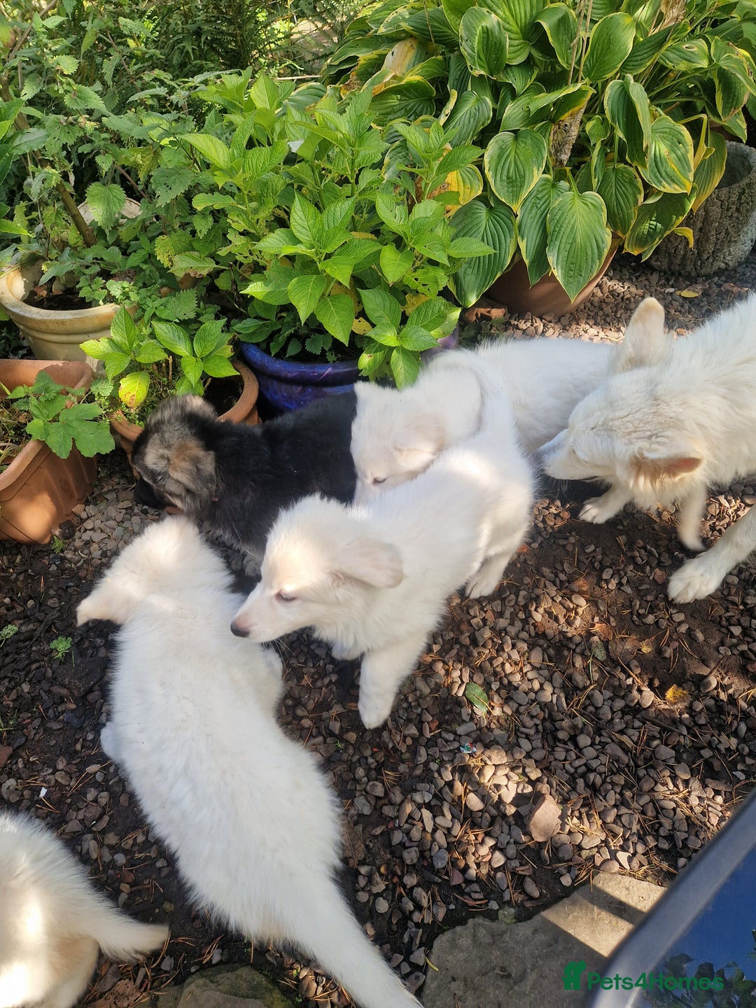 German Shepherd dogs for sale: Gorgeous long coated German Shepherd puppies - Image 10