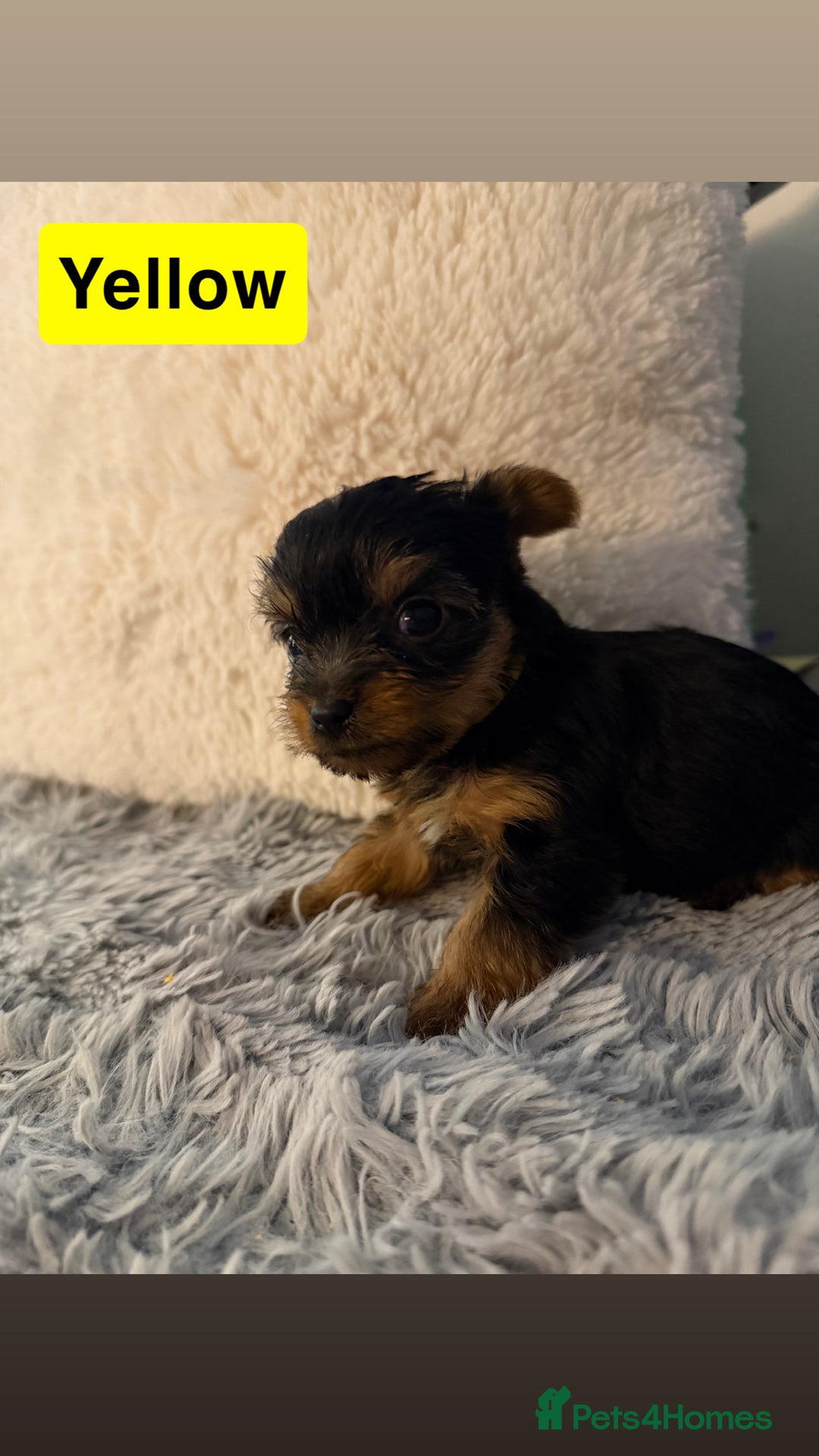 Yorkshire Terrier dogs for sale: Miniature Yorkshire terrier  - Advert 2