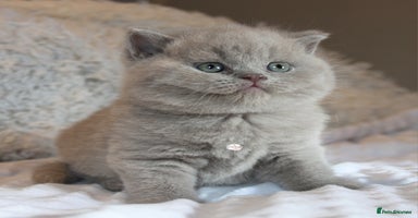 British Shorthair cats - Advert 2