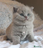 British Shorthair cats - Advert 1