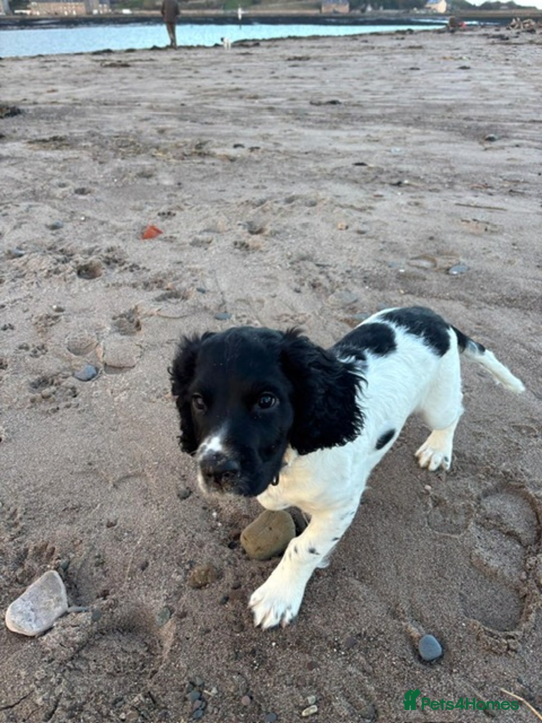 English Springer Spaniel dogs for sale: READY NOW. Kc Registered Springer Spaniel Pup  - Advert 1