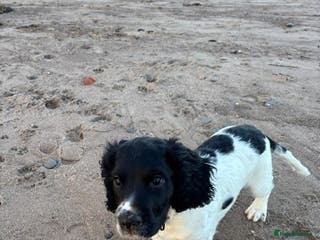 English Springer Spaniel dogs READY NOW. Kc Registered Springer Spaniel Pup - Advert 13