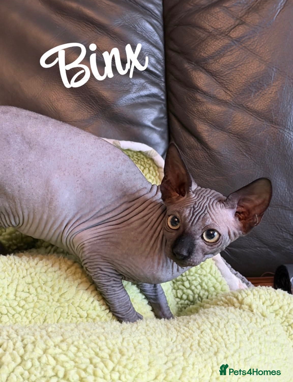 Sphynx cats for sale: 🐾TICA REGISTERED SPHYNX - £1000 O.N.O 🐾 - Advert 3