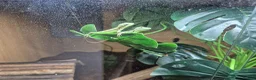 Lizard reptiles for sale: casque headed iguana babies in Grimsby - Advert 4