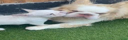 French Bulldog dogs for sale: Last girl available  - Advert 6