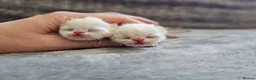 Exotic cats for sale: Exotic white shorthair persian 1 boy, 1 girl - Advert 4