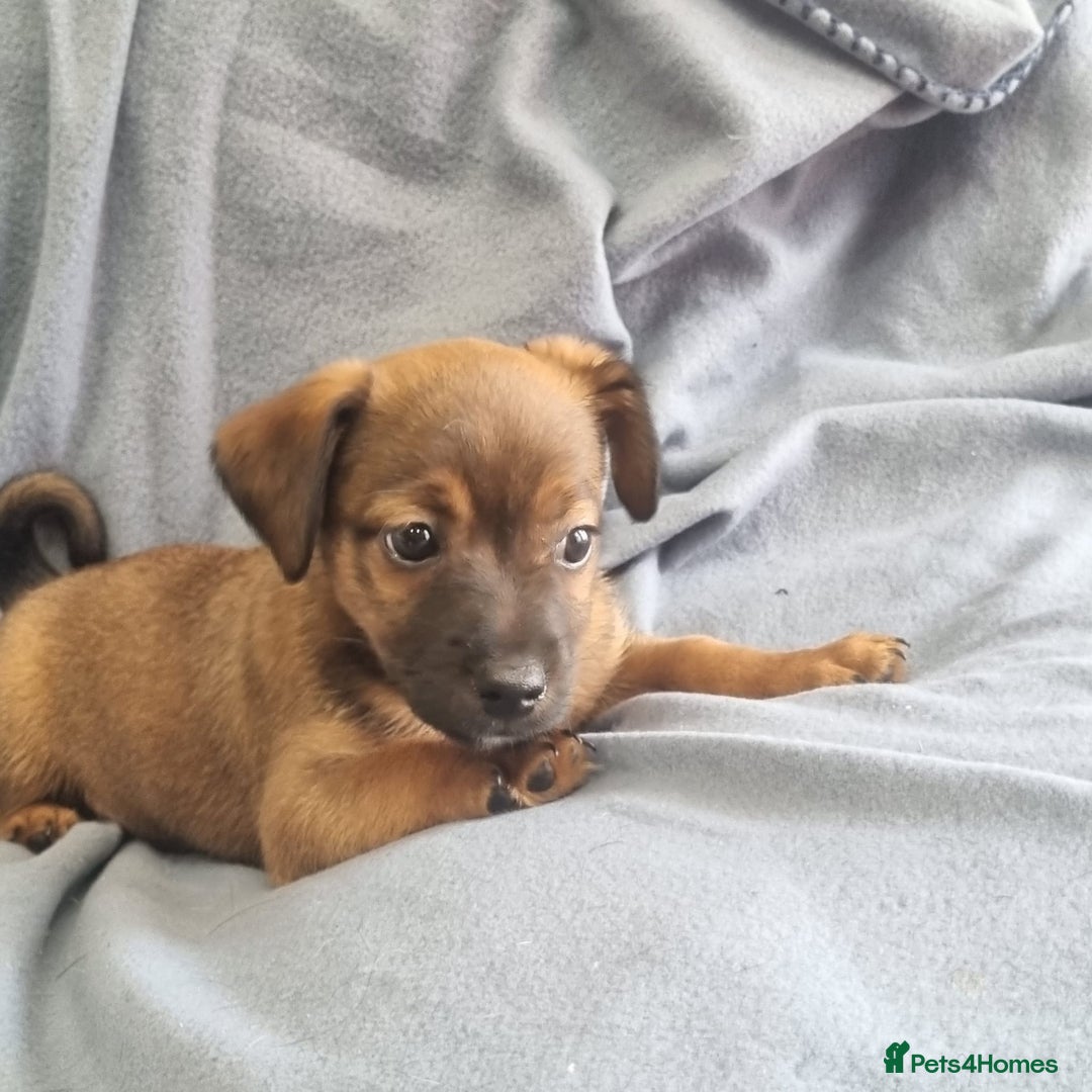 Jack Russell dogs for sale: Ready now 2 male Jack Russell's  - Image 6