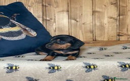 Miniature Dachshund dogs for sale: Beautiful mini dachshund puppies pra clear - Image 8