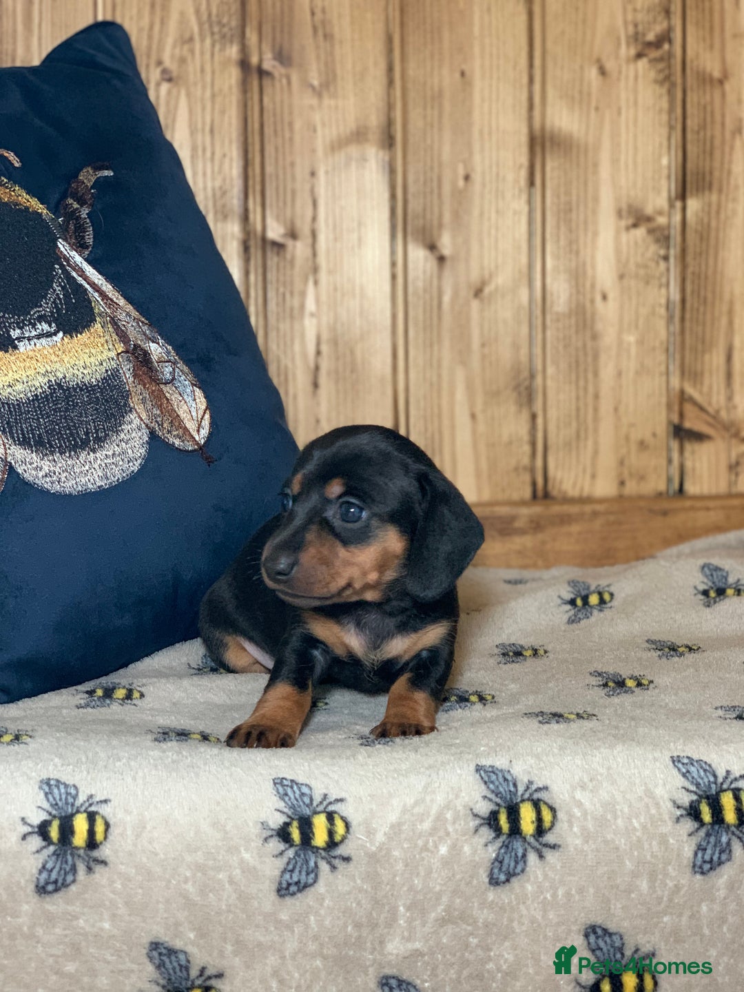 Miniature Dachshund dogs for sale: Beautiful mini dachshund puppies pra clear - Image 8