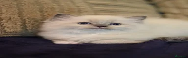 Ragdoll 4