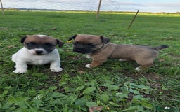 Jack Russell dogs for sale: Very smart Jack Russel puppies ♥️ - Image 4